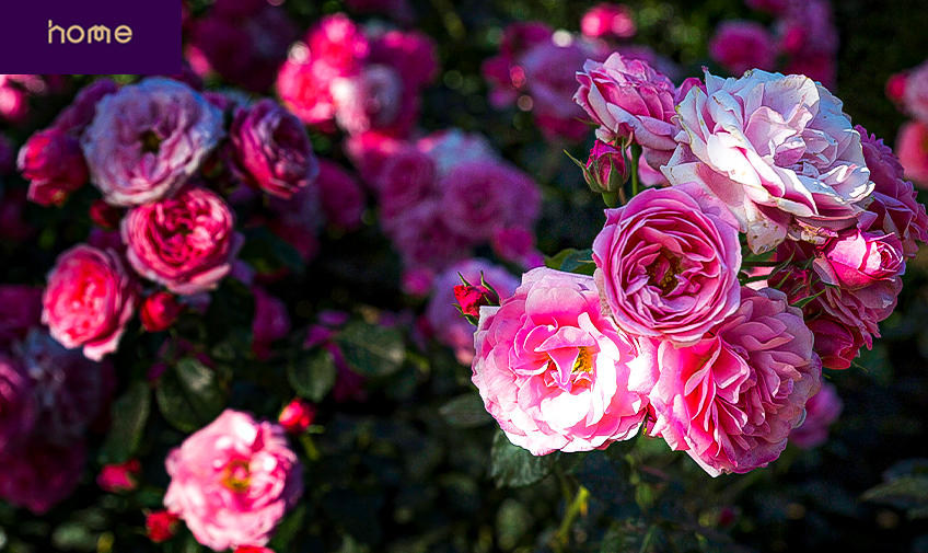 Conheça cinco flores de verão para decorar o jardim