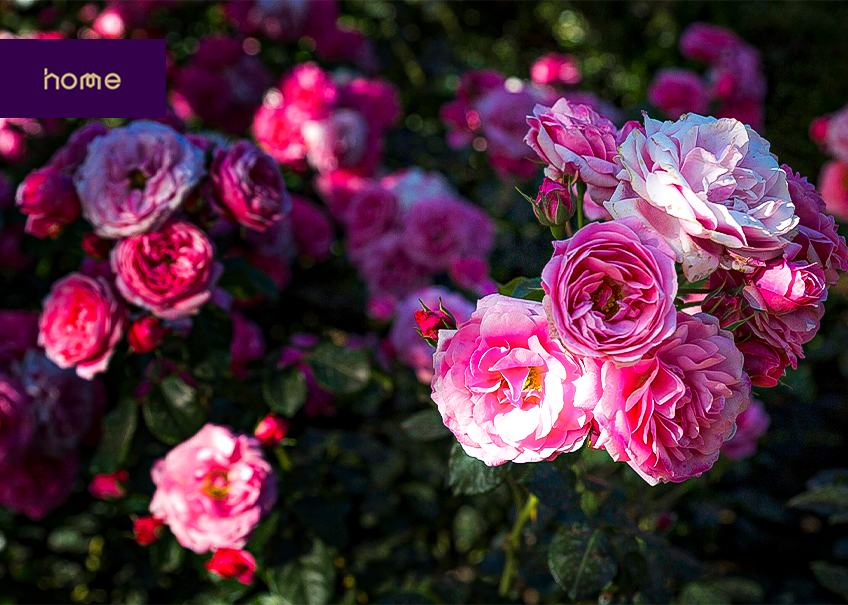 Conheça cinco flores de verão para decorar o jardim